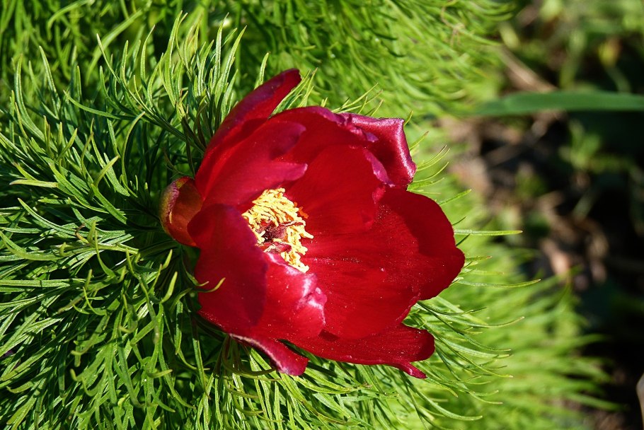 Пион Дальневосточный молочноцветковый