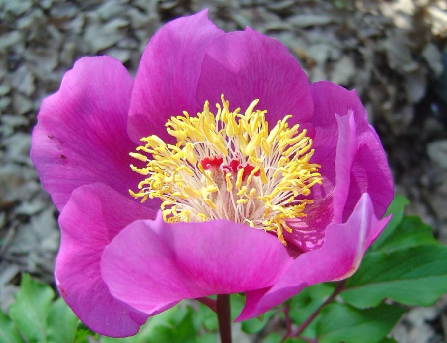 Пион Пинк Чармер