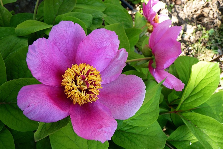 Семена пиона Виттмана как выглядят фото