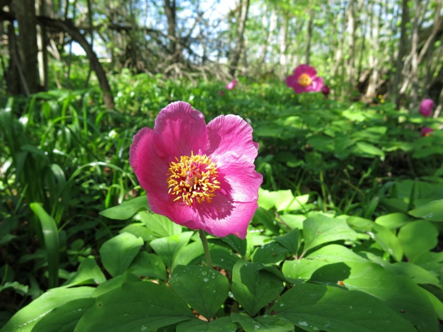 Пион кавказский бутон