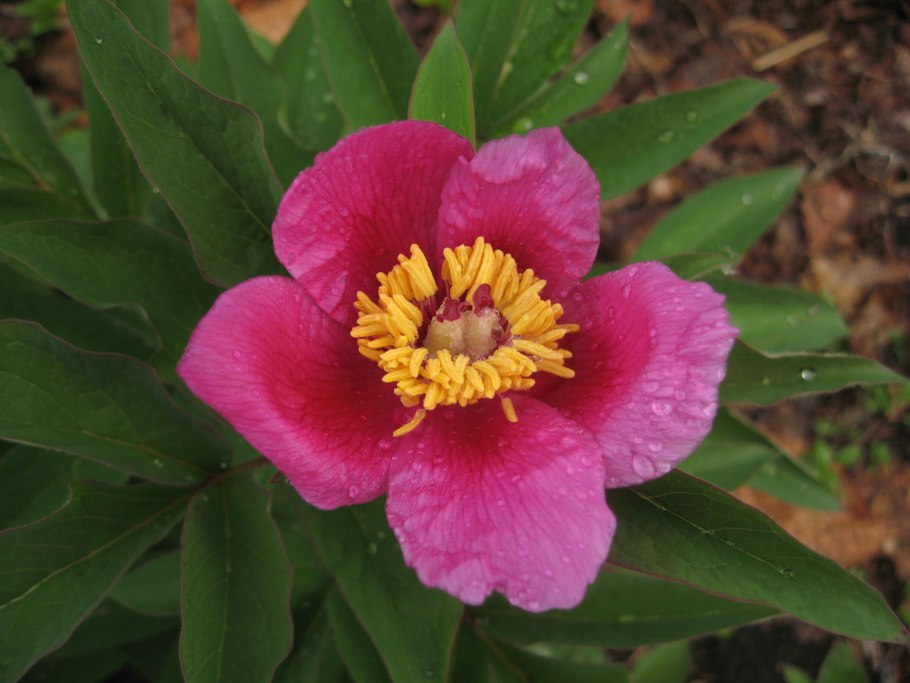 Кавказский пион семена