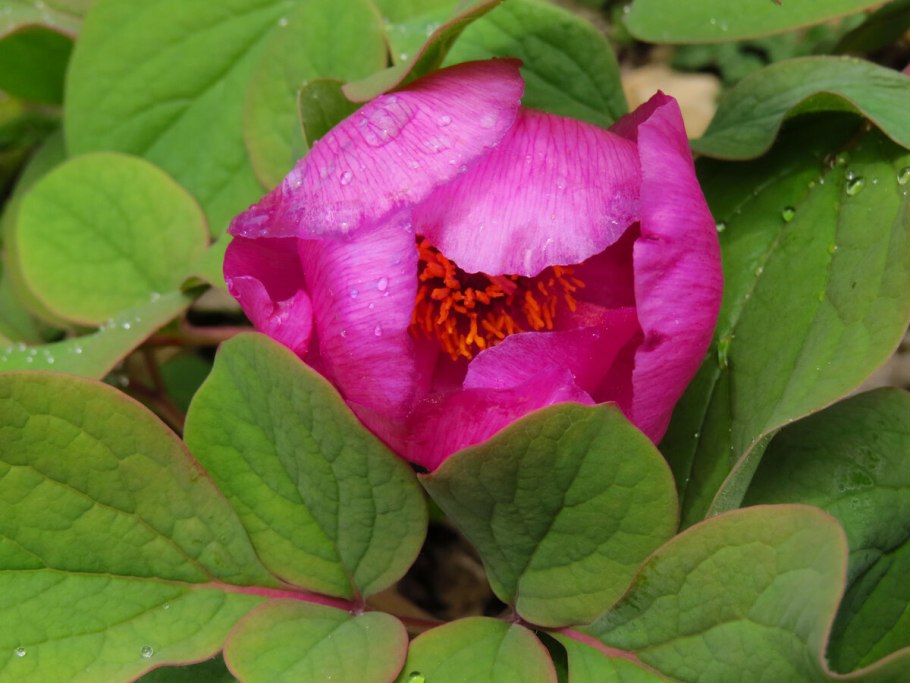 Лесной пион кавказский