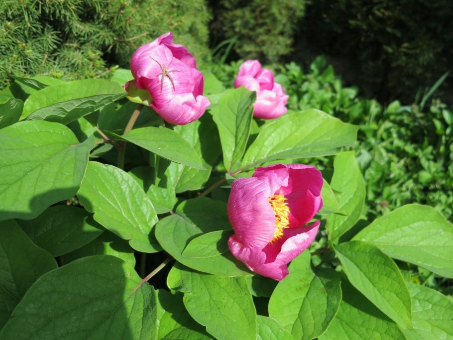 Пион Марьин корень тонколистный