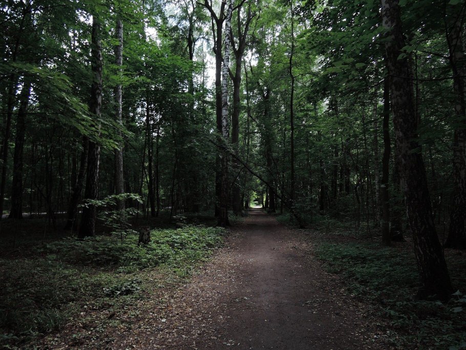 Скамейка в лесу