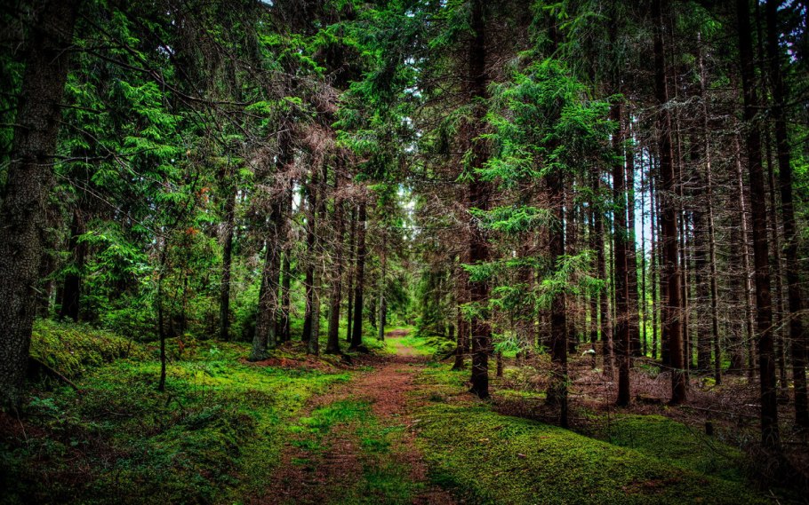 Пейзажный сад в Подмосковье