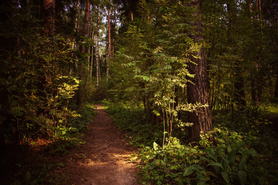 Поляна для пикника в лесу