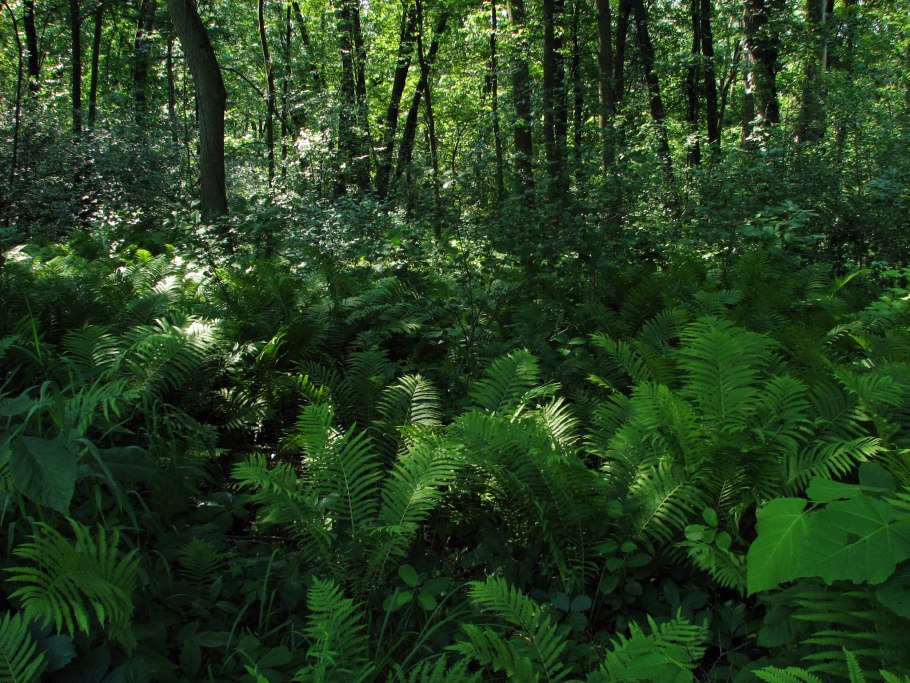 Травянисто кустарничковый ярус