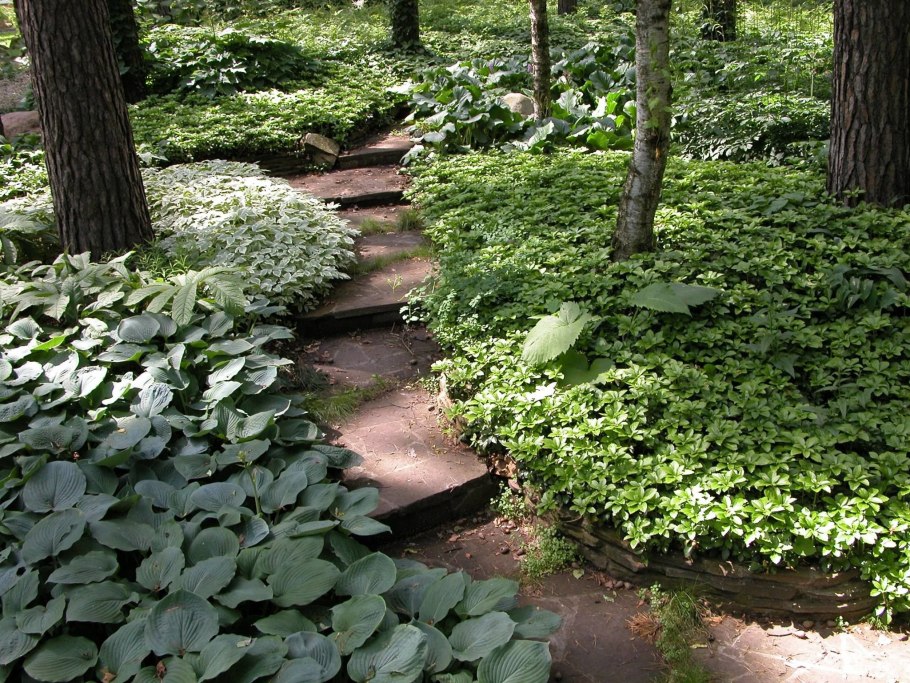 Теневой сад Владимира Колесник