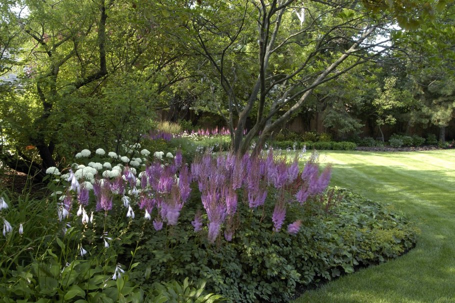 Астильбы Лесной сад