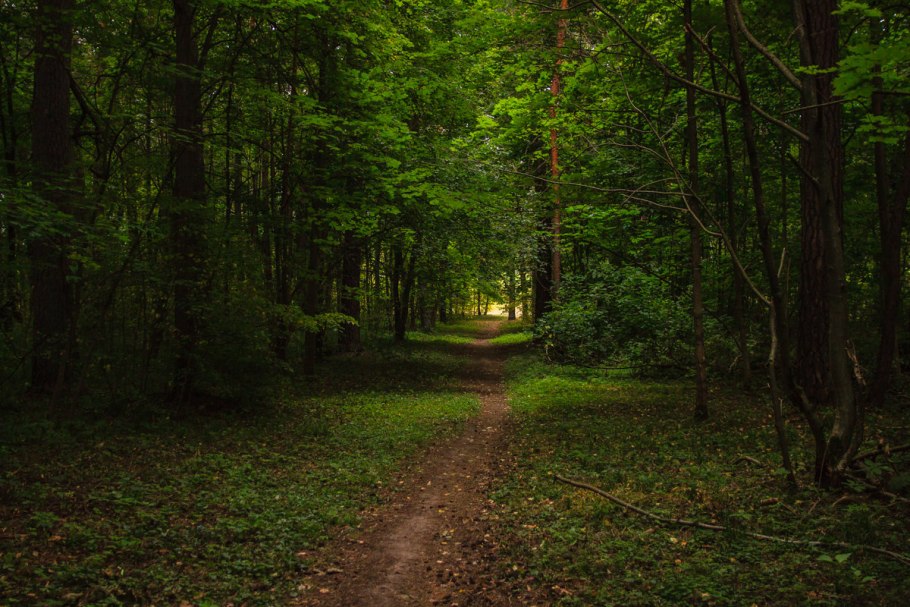 Форест Гарден садик