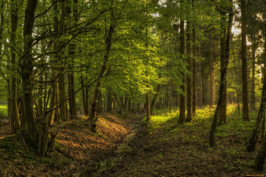 Лесной овраг