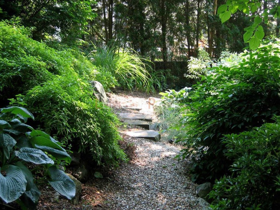 Тенистые заросли