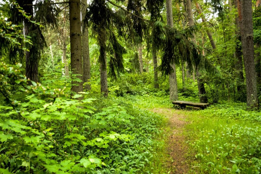 Загадочный лес