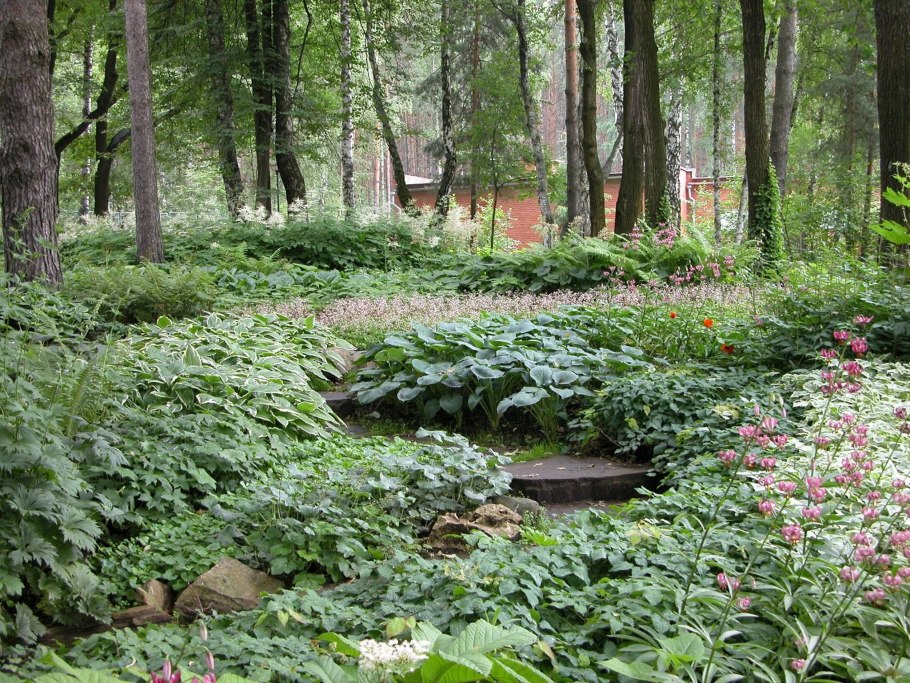 Теневой сад Владимира Колесник