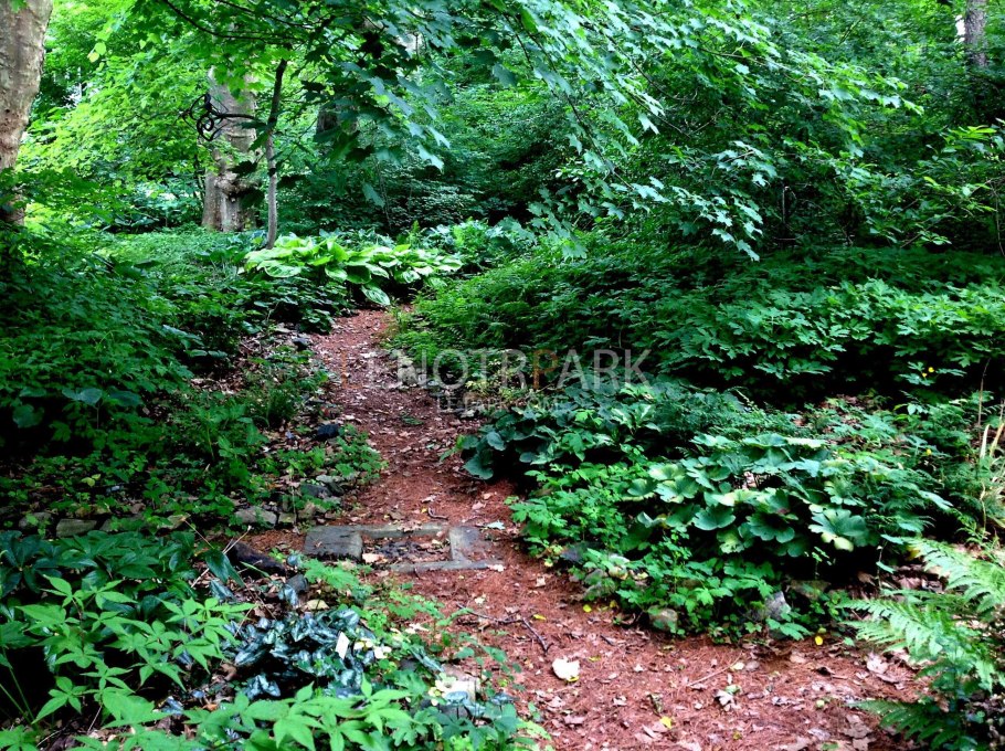 Теневыносливые растения в лесу