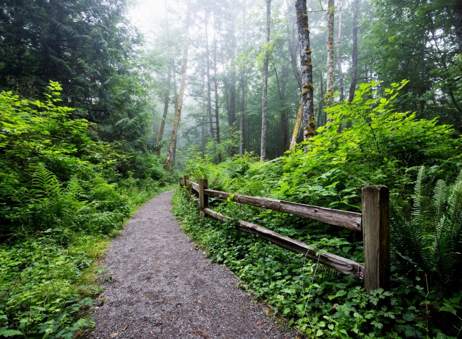 Газонная трава теневыносливая