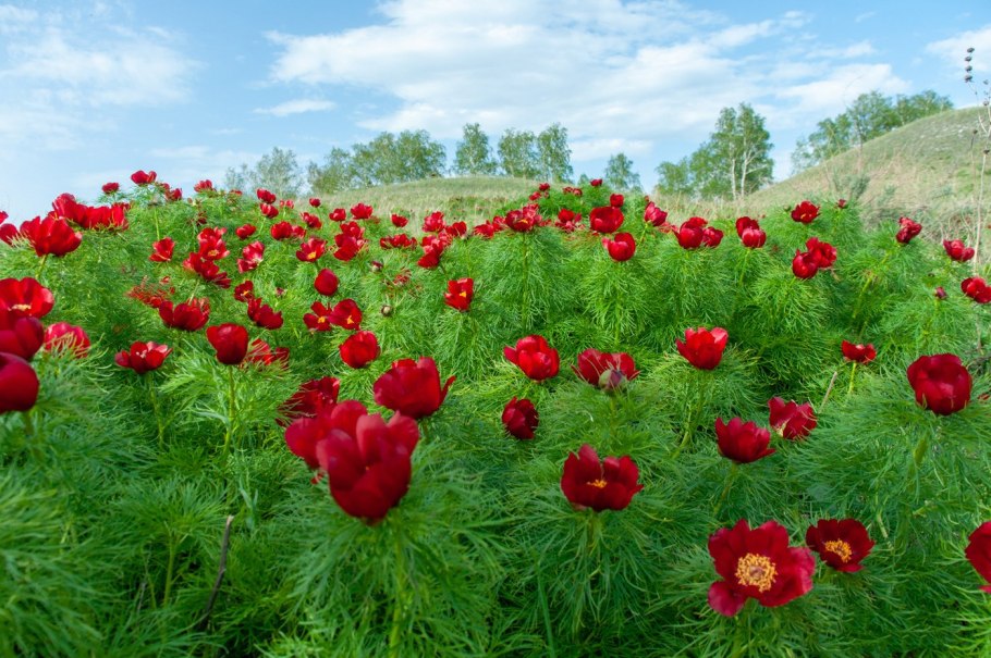 Горный пион белый