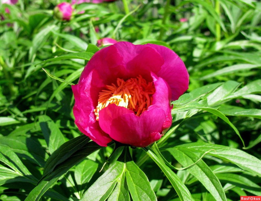 Долгоруковская яйла дикий пион