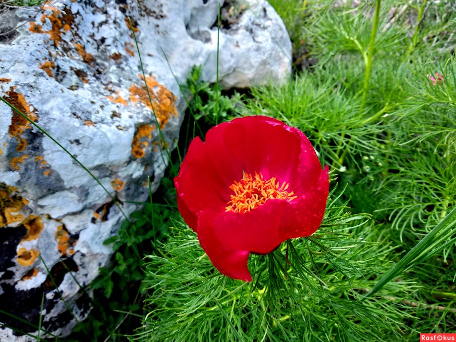 Горный пион красный