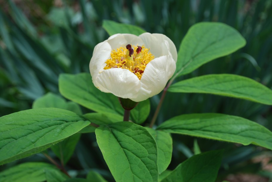 Пион тонколистный в Крыму