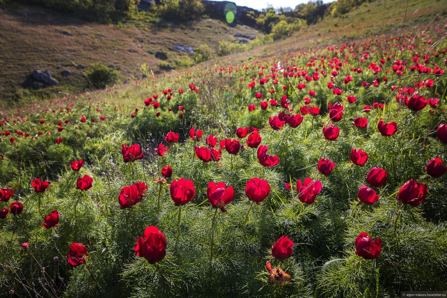 Пионы крымские горные