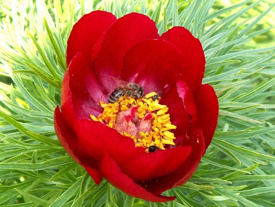 Пион тонколистный в Крыму