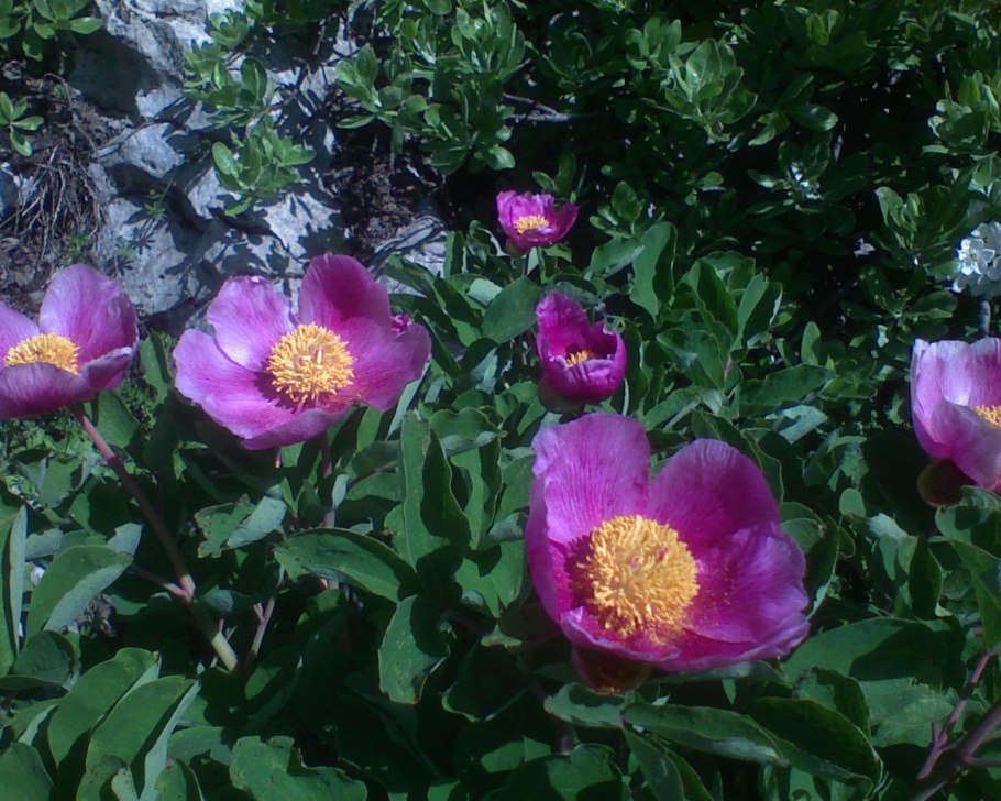 Горные пионы в Казахстане