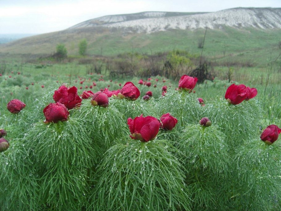 Алтайский горный пион