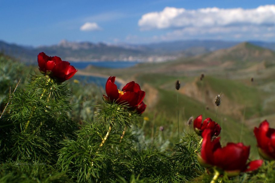 Пион тонколистный белый