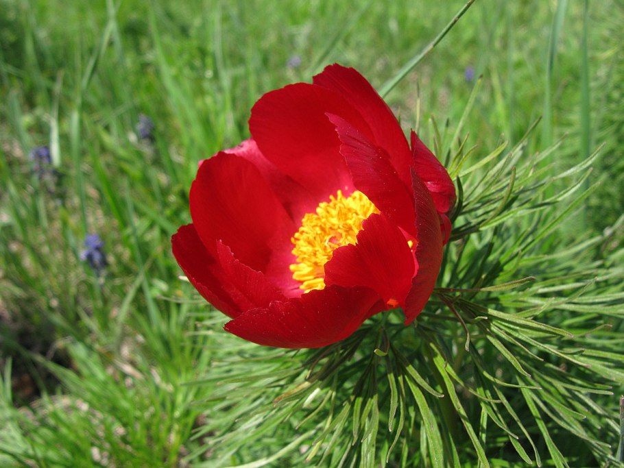 Пионы крымские горные