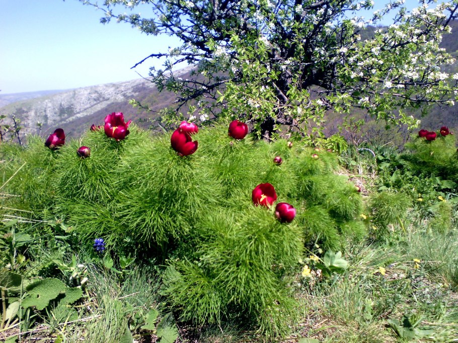 Пион тонколистный в Крыму