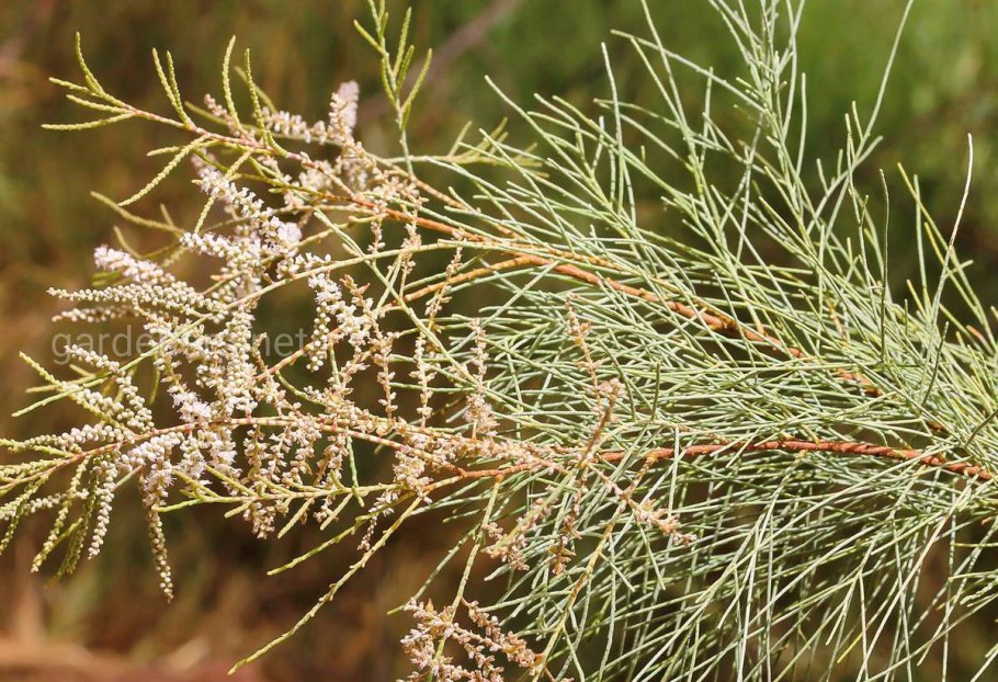 Тамарикс Гребенщик