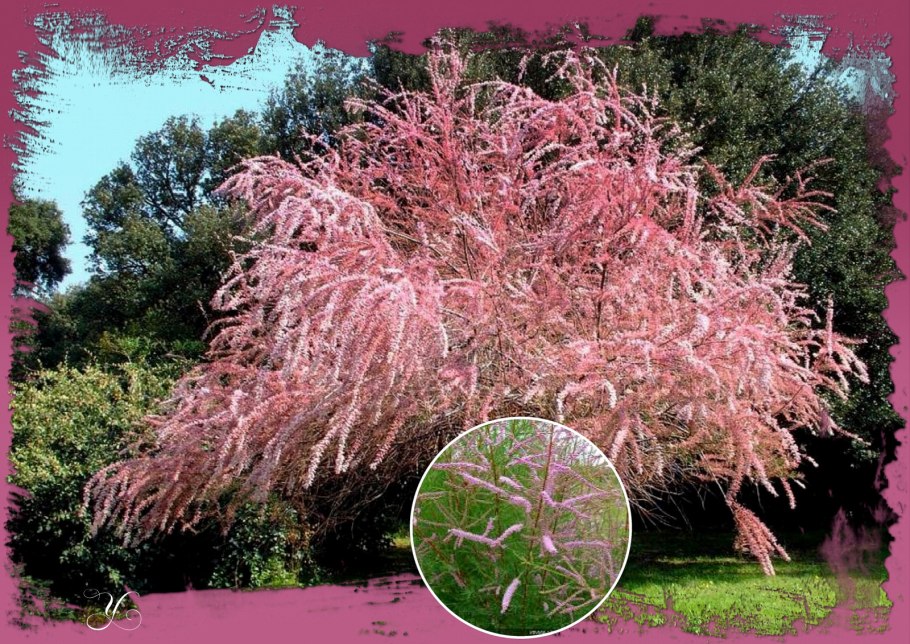 Тамарикс Гребенщик