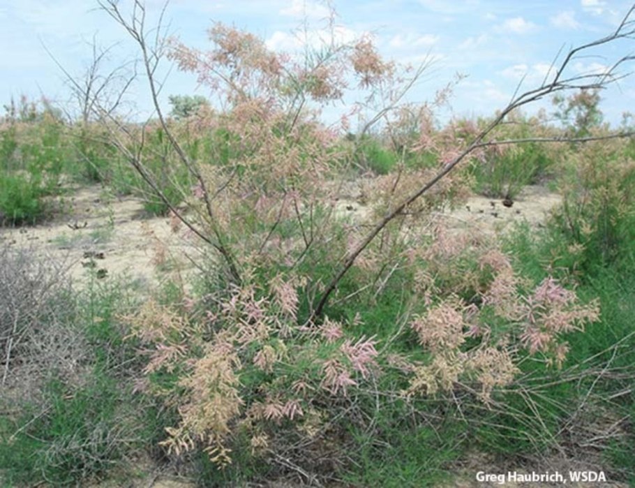 Тамарикс Рамосиссима