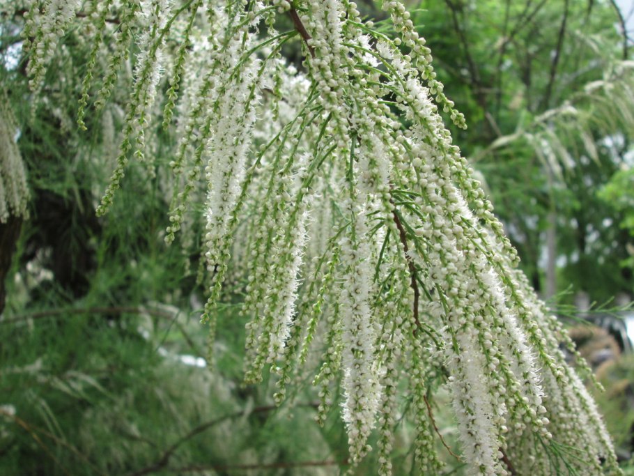 Тамариск безлистный