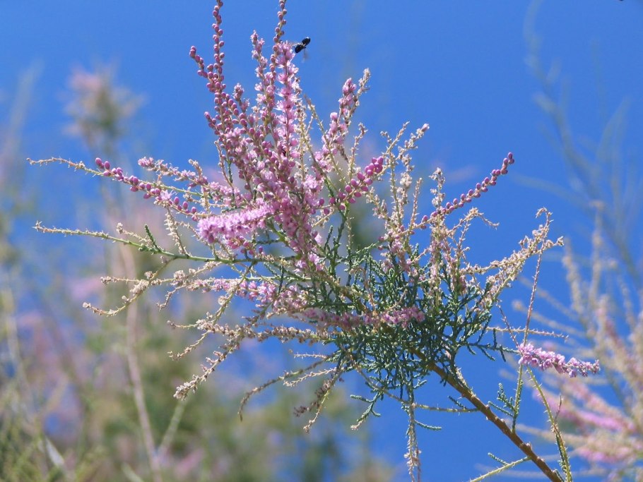 Тамарикс aphylla