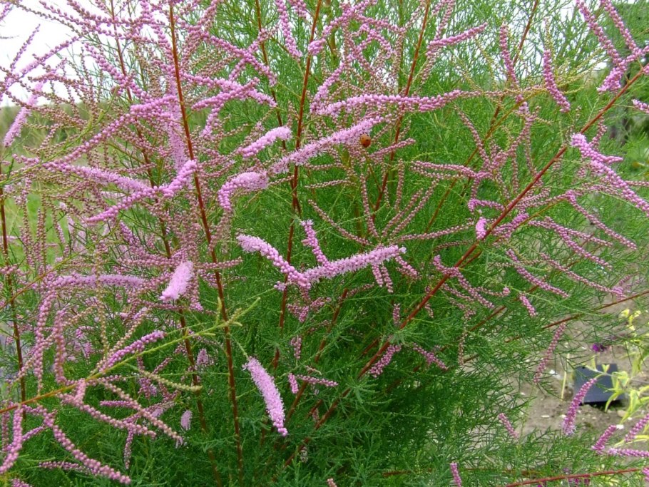 Тамарикс Гальский