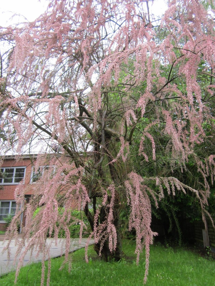 Гребенщик (тамарикс) четырехтычинковый
