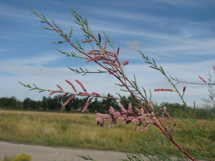 Тамарикс кустарник степь