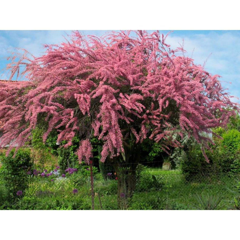 Тамарикс Рамосиссима