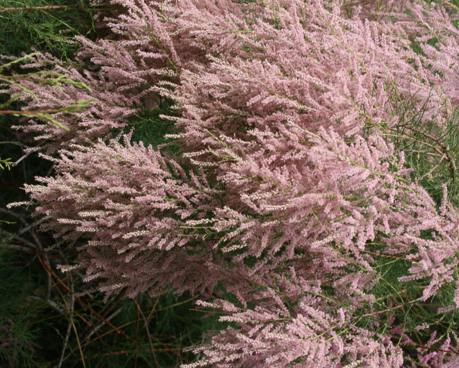 Тамариск кустарник Степной