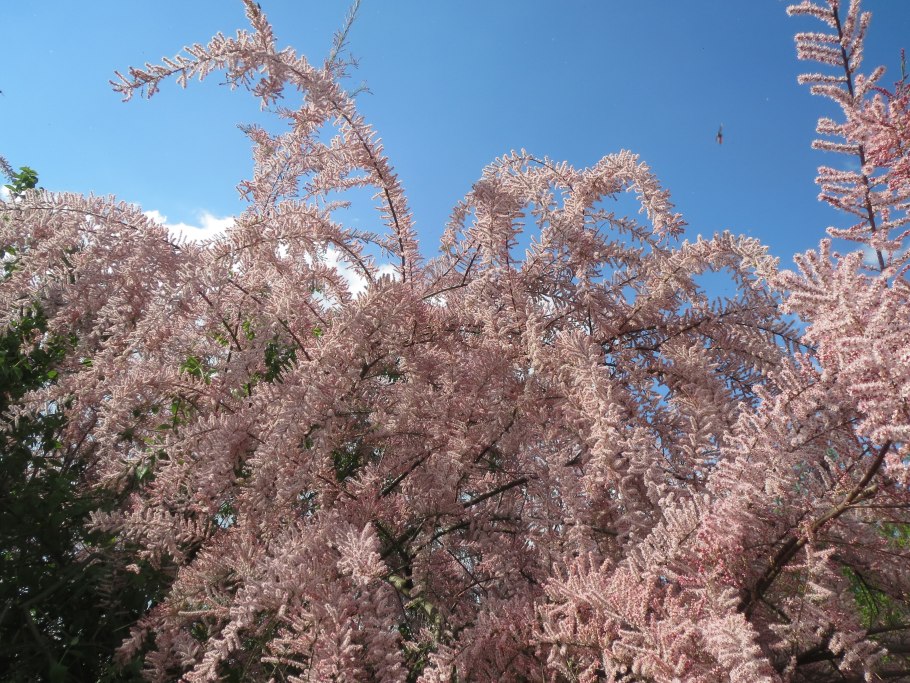 Тамарикс бисерник