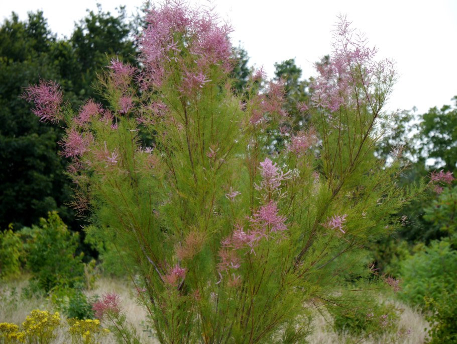 Тамарикс рамосиссима