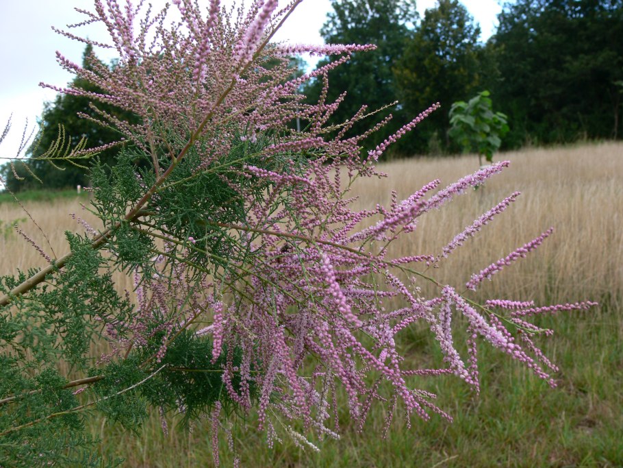 Тамарикс Pink Cascade