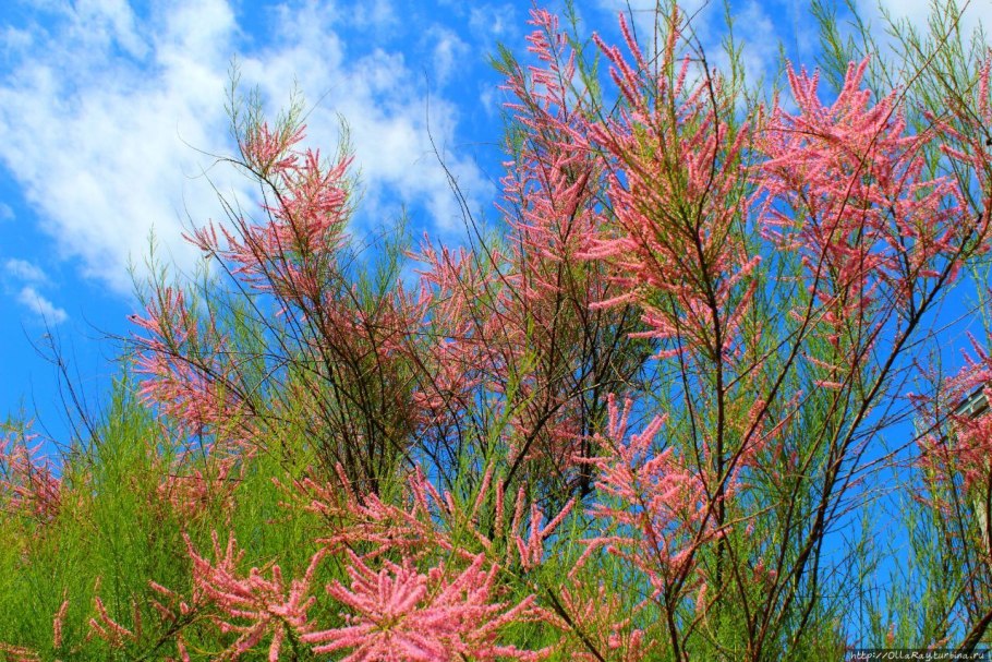 Тамариск безлистный