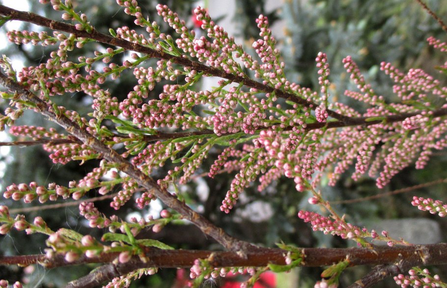 Тамарикс четырехтычинковый