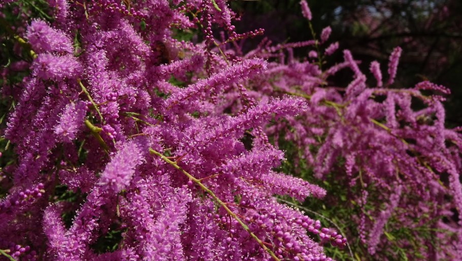 Тамарикс пятитычинковый