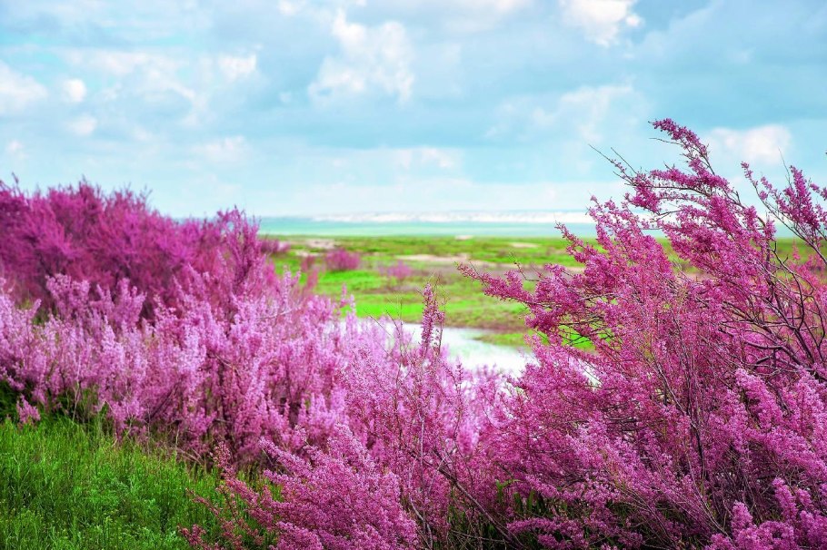 Тамарикс мелкоцветковый