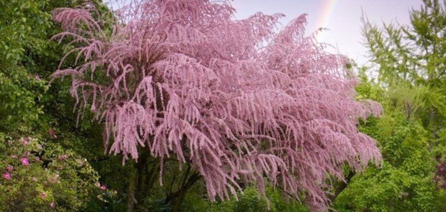 Тамарикс древовидный