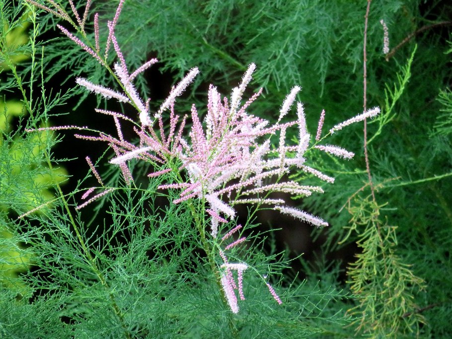 Тамариск Астраханская